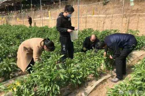銅川完成國家一季度農產品質量安全監(jiān)測任務